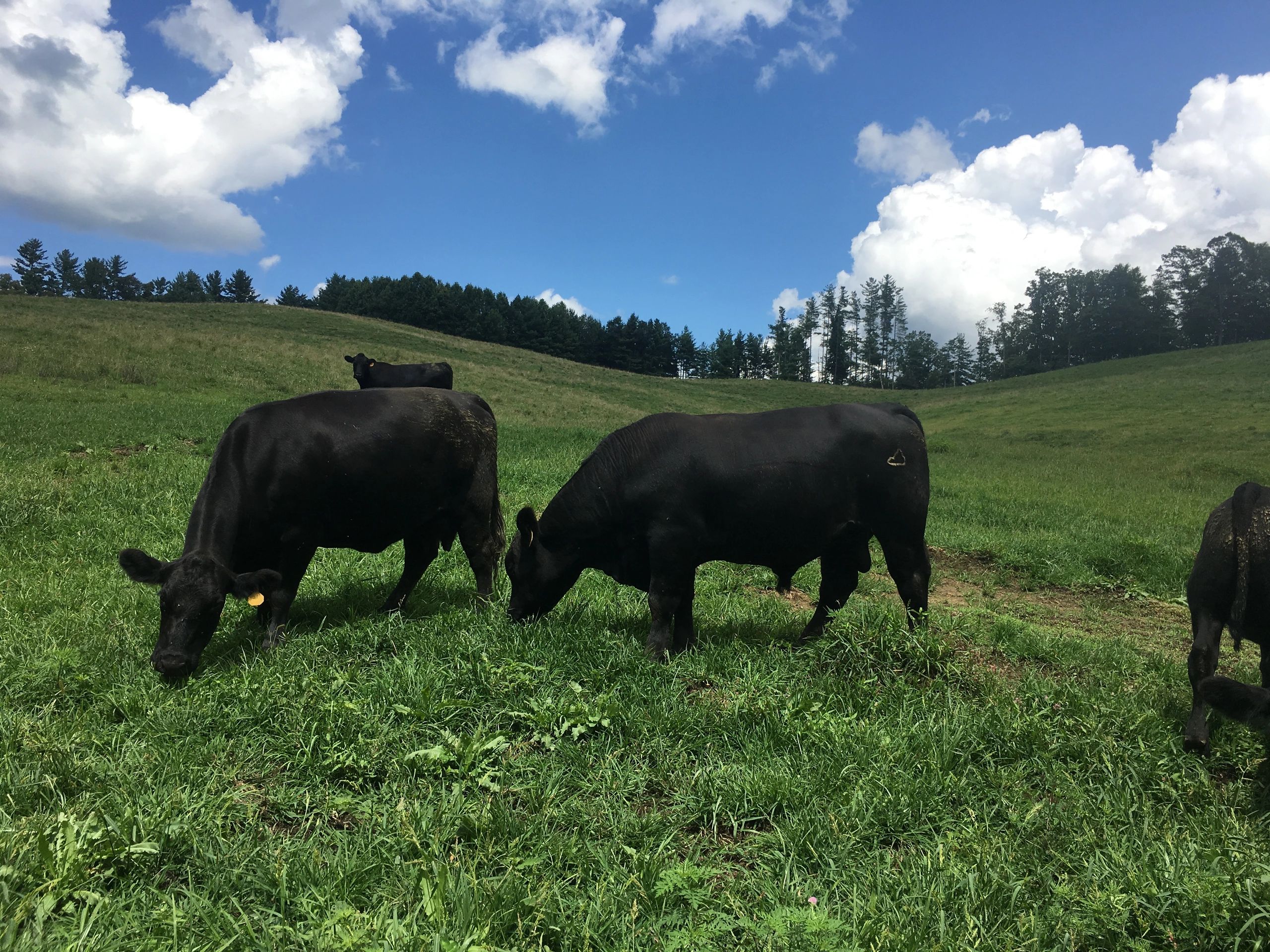 Beef Lamb, Meat Farm Newland, North Carolina